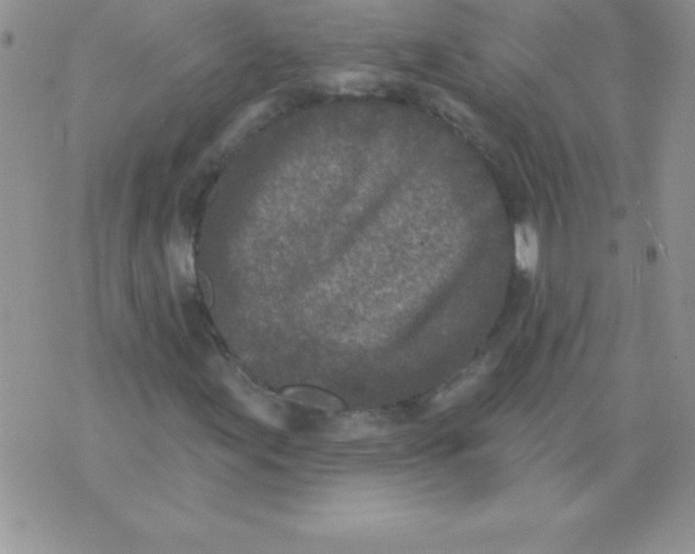 X0000071961155200607282026