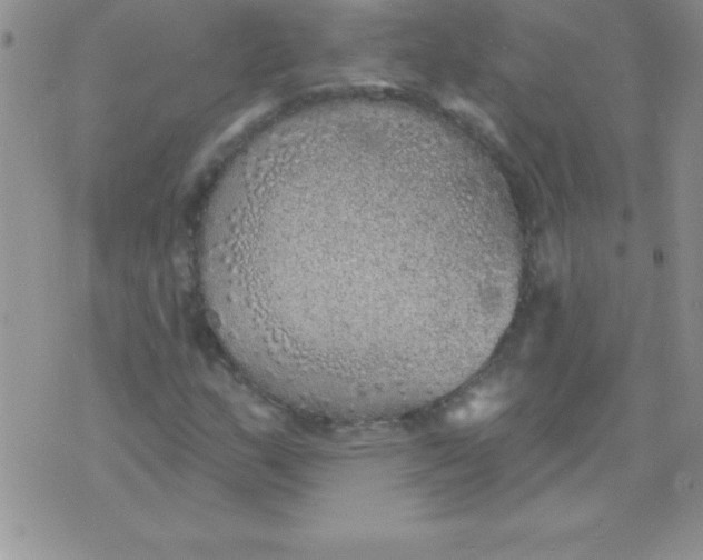 X0000071961159200607282026