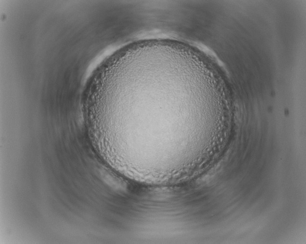 X0000071961167200607282026