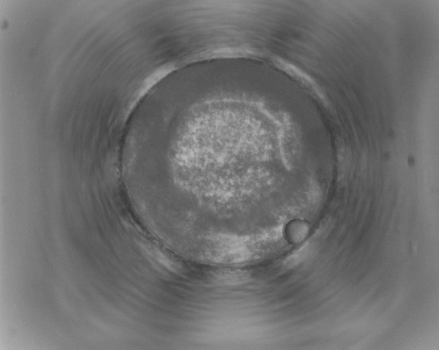 X0000071961170200607282026