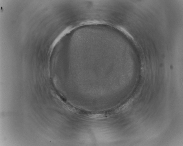 X0000071961173200607282026