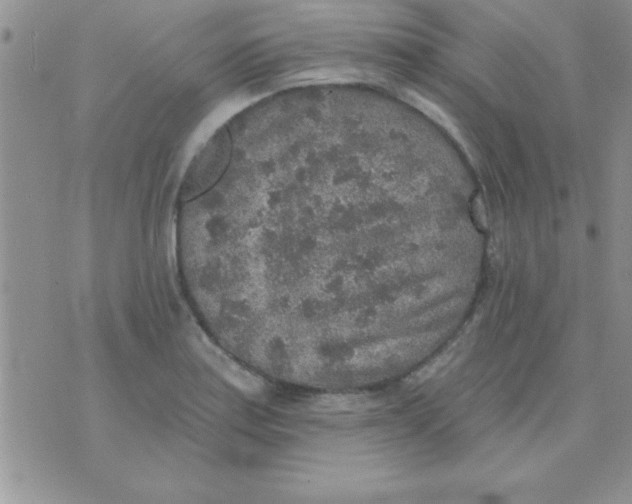 X0000071961179200607282026