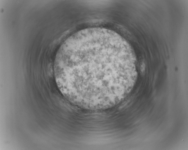 X0000071961204200607282025