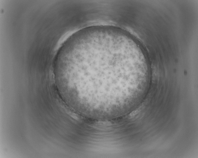 X0000071961215200607282025