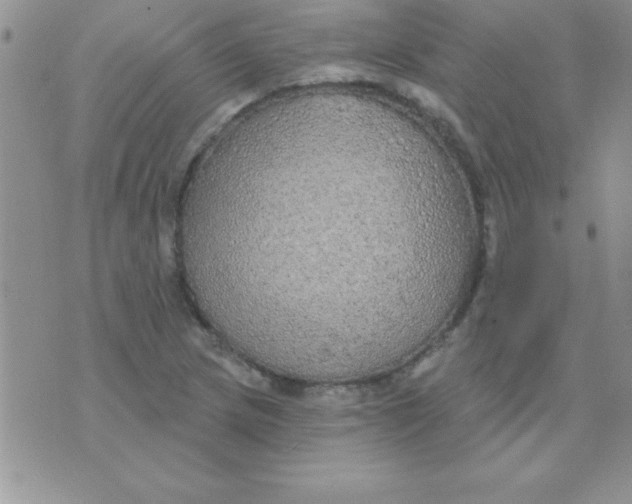 X0000071961217200607282025