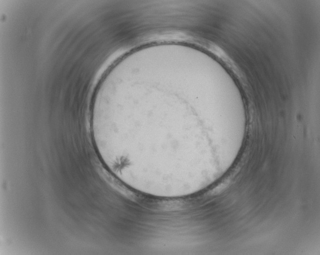 X0000071961232200607282025