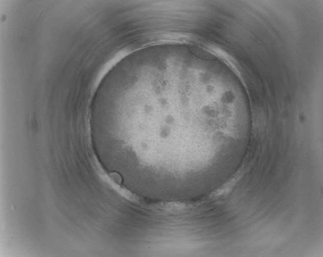 X0000071961235200607282025