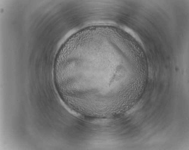 X0000071961237200607282025