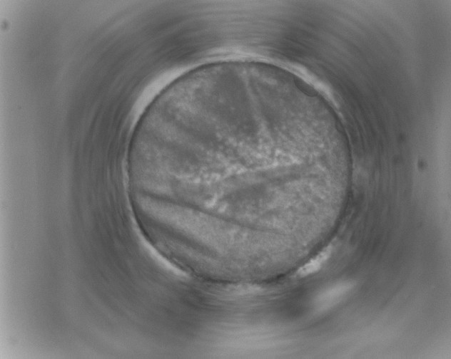 X0000071961239200607282025