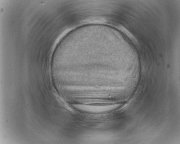 X0000071961240200607282025