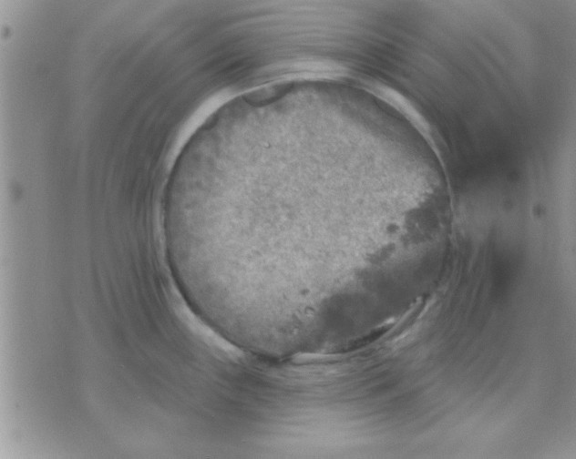 X0000071961243200607282025