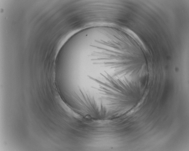 X0000071961244200607282025