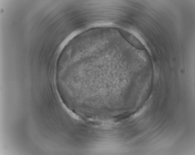 X0000071961245200607282025