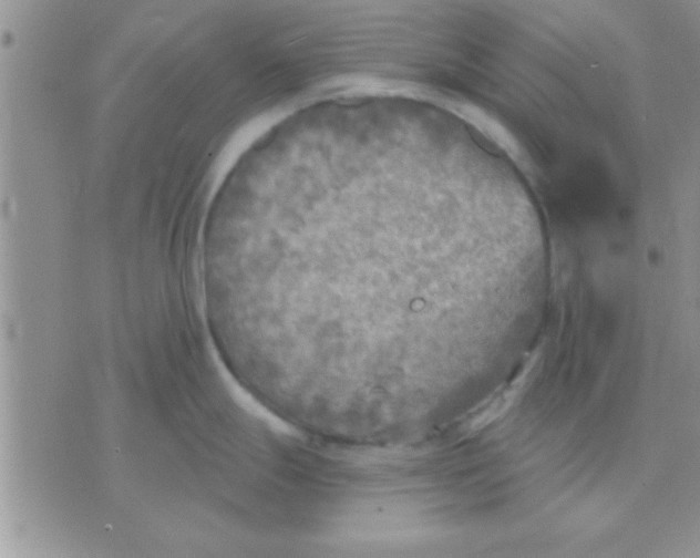 X0000071961247200607282025