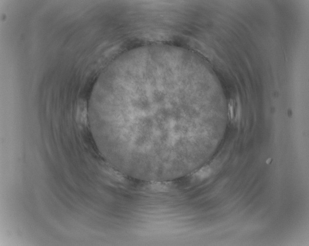 X0000071961251200607282024