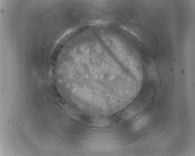 X0000071961254200607282024