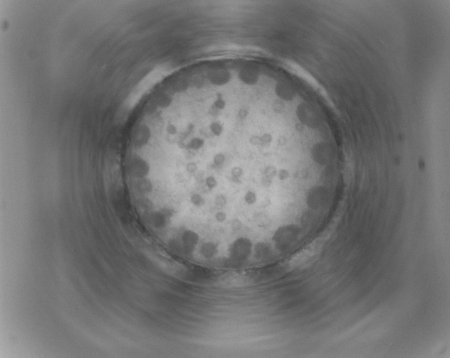 X0000071961259200607282024