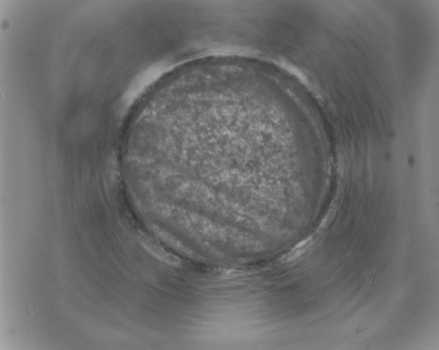 X0000071961263200607282024