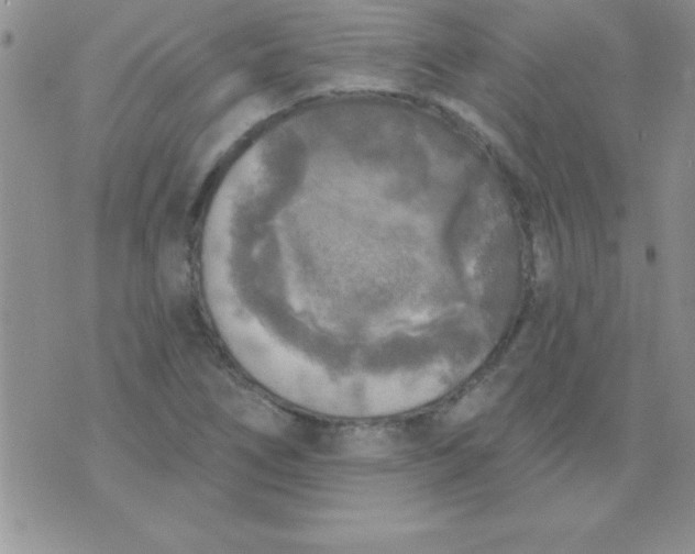 X0000071961266200607282024