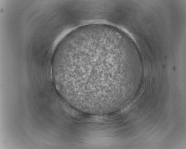 X0000071961271200607282024