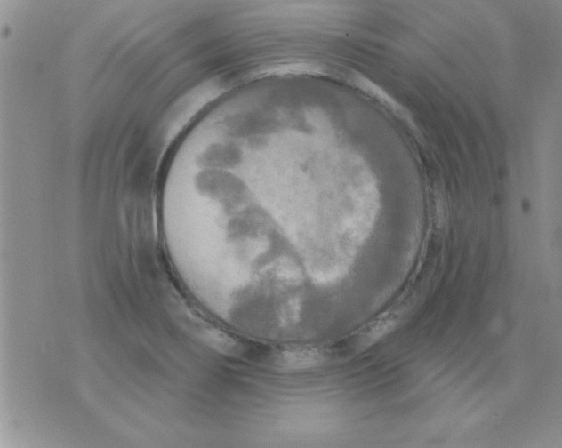 X0000071961274200607282024