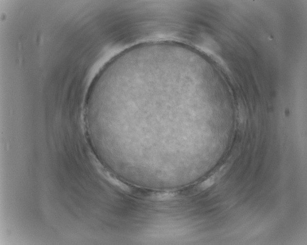 X0000071961278200607282024