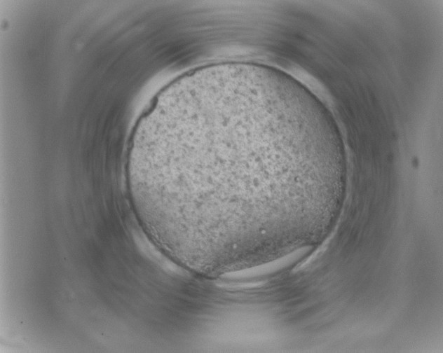 X0000071961296200607282024