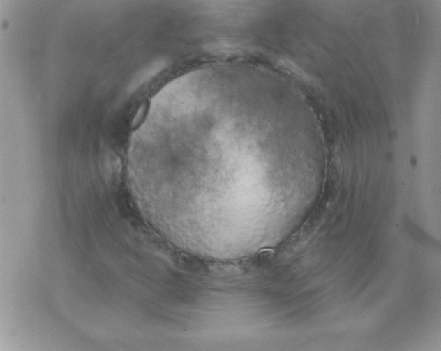 X0000071961302200607282023