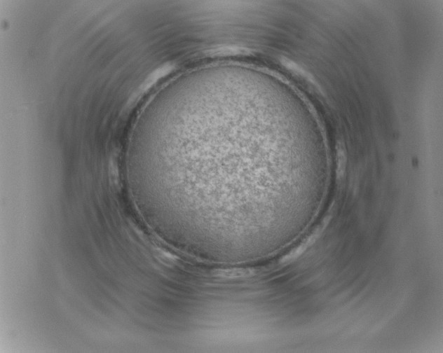 X0000071961305200607282023