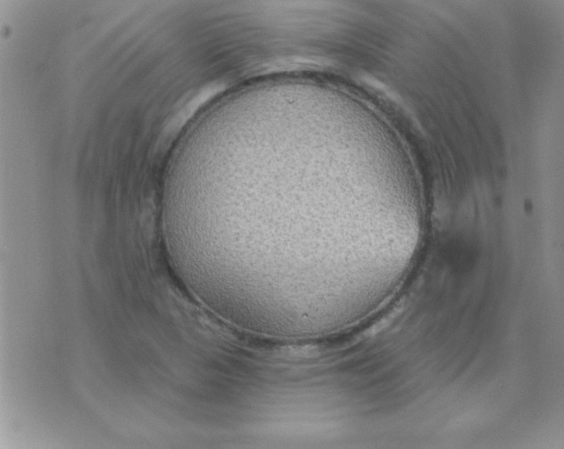 X0000071961313200607282023