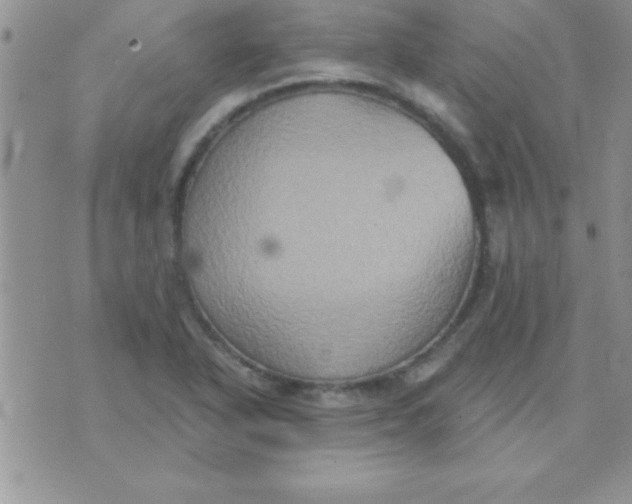 X0000071961318200607282023