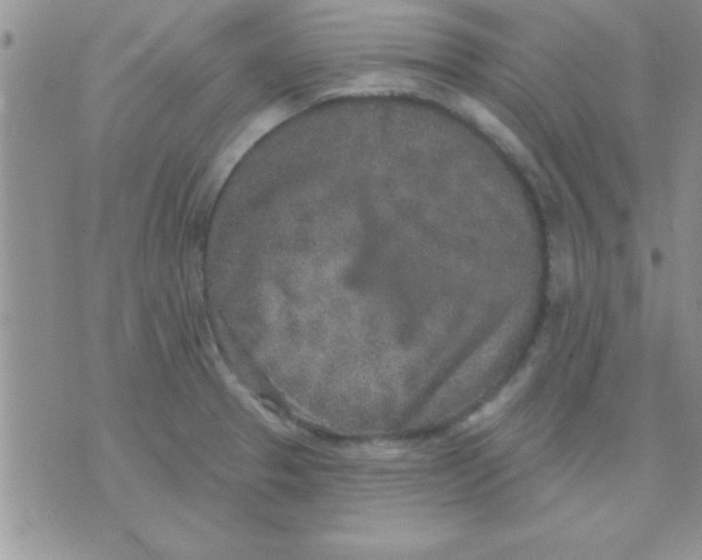 X0000071961329200607282023