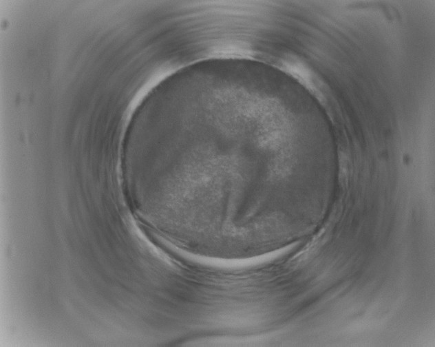 X0000071961331200607282023