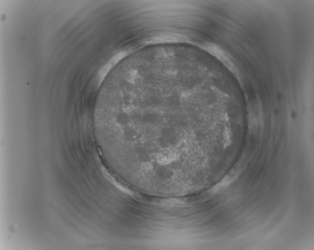 X0000071961337200607282024