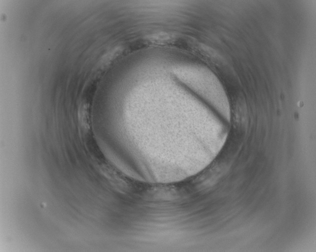 X0000071961346200607282023