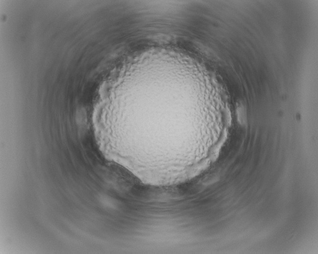 X0000071961347200607282023