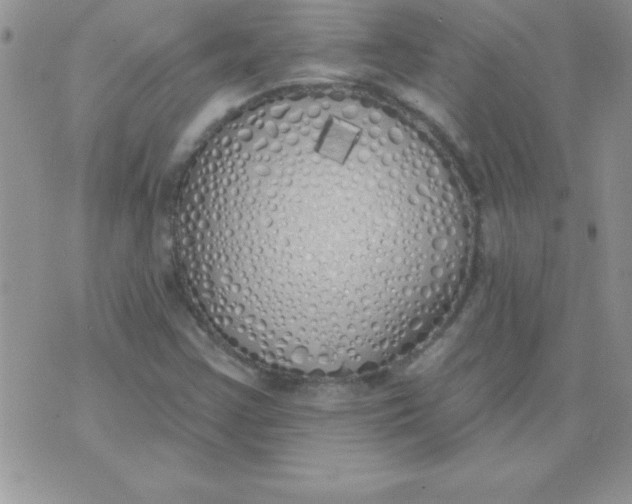 X0000071961355200607282023