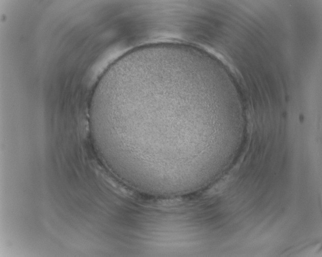 X0000071961363200607282023