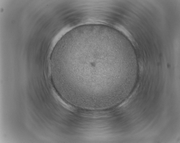 X0000071961371200607282022