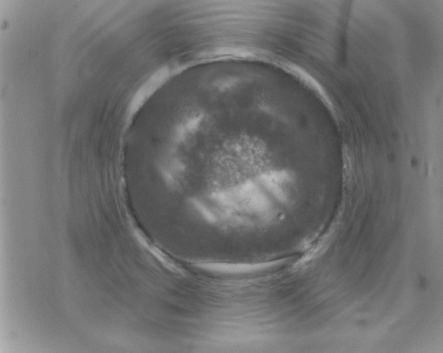 X0000071961373200607282022