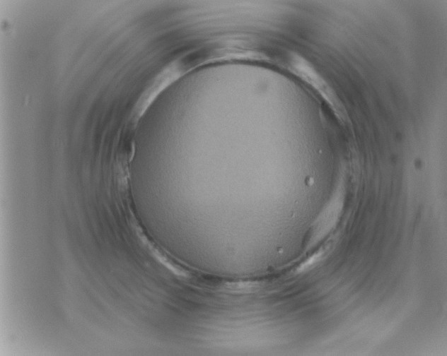 X0000071961377200607282022