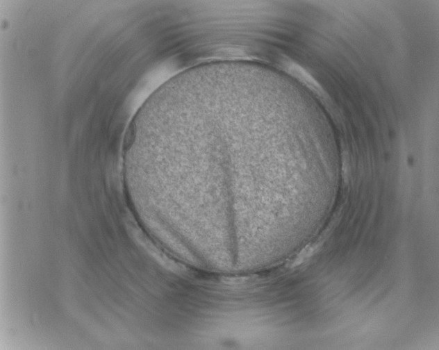 X0000071961378200607282022