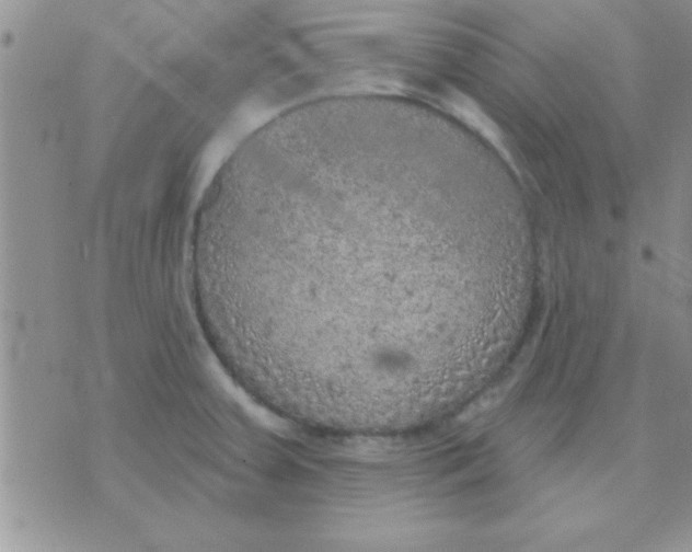 X0000071961379200607282022