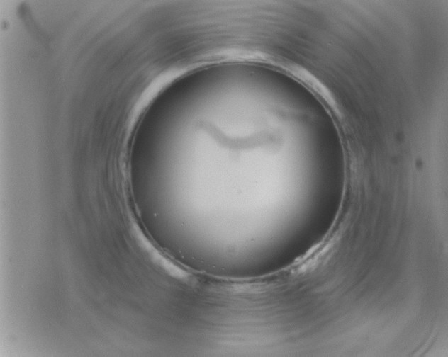 X0000071961381200607282022