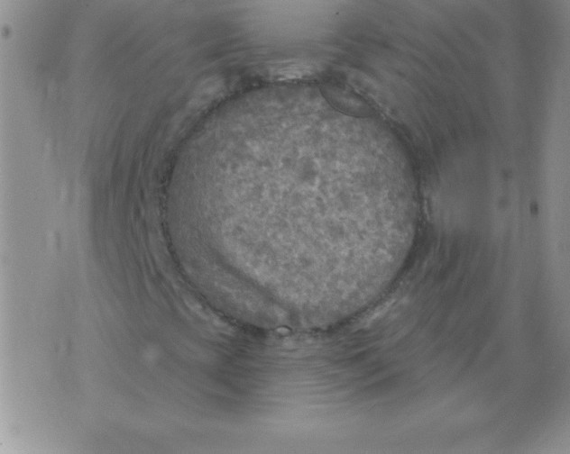 X0000071961393200607282021