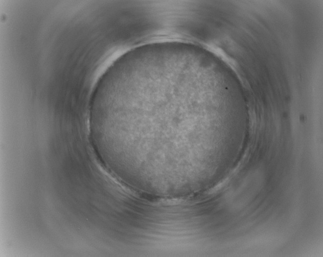 X0000071961415200607282022