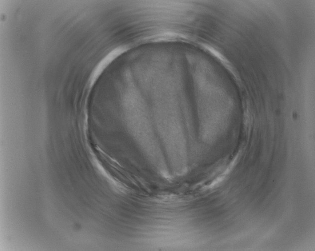 X0000071961418200607282022