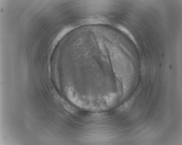 X0000071961419200607282022