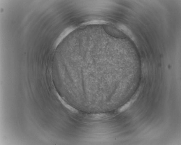 X0000071961425200607282022