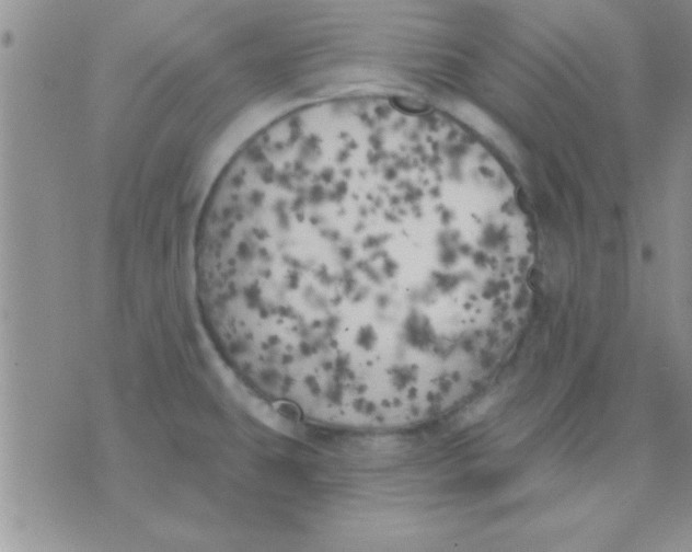 X0000071961431200607282022